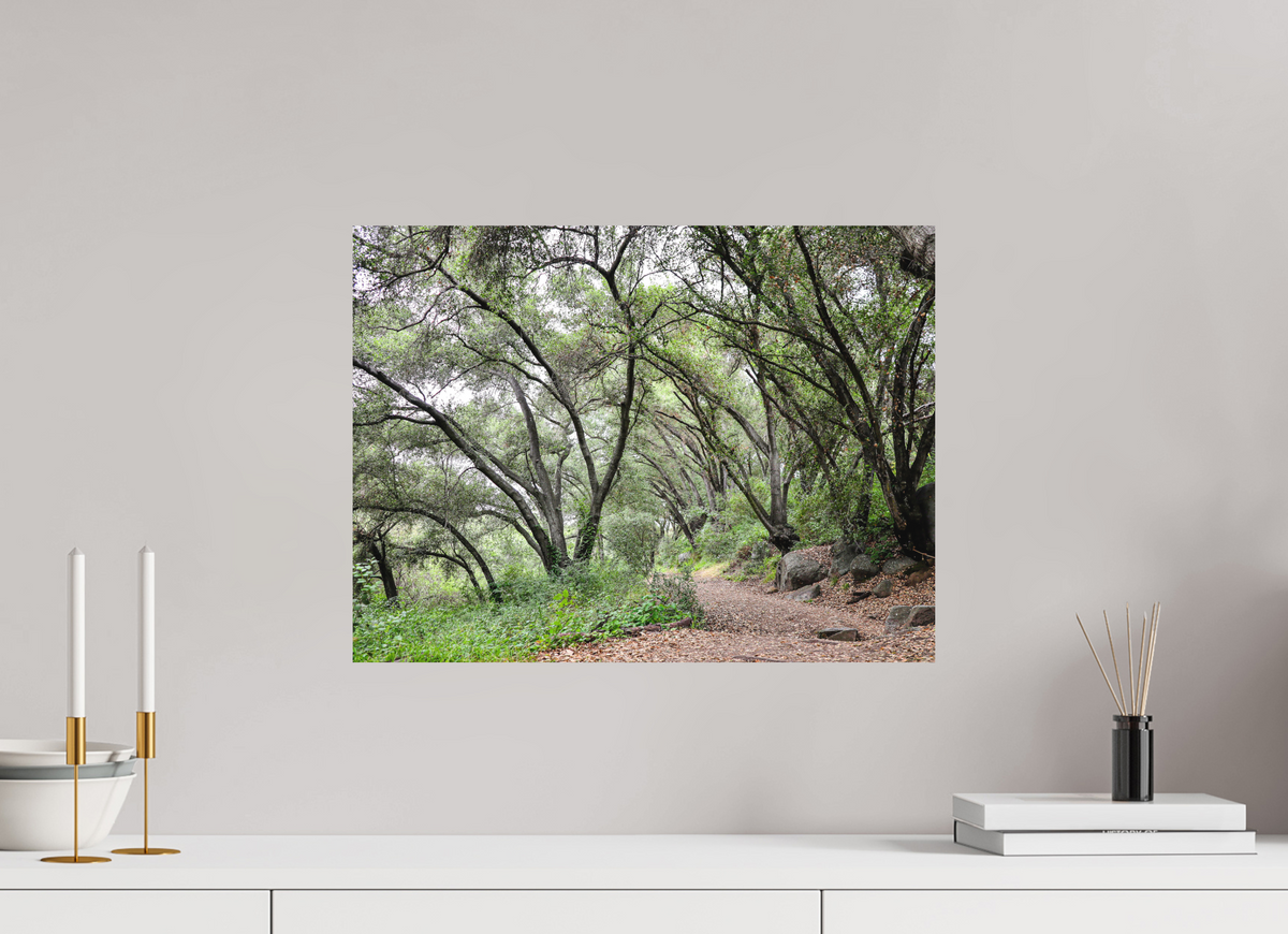 20 x 15″, Direct Print on Aluminum Dibond Beautiful Forest at San Margarita River Trailhead