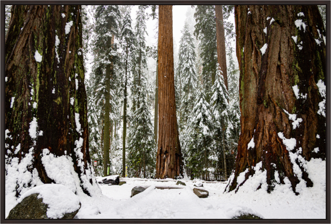 Main image Sequoia Trees at Big Trees Trail