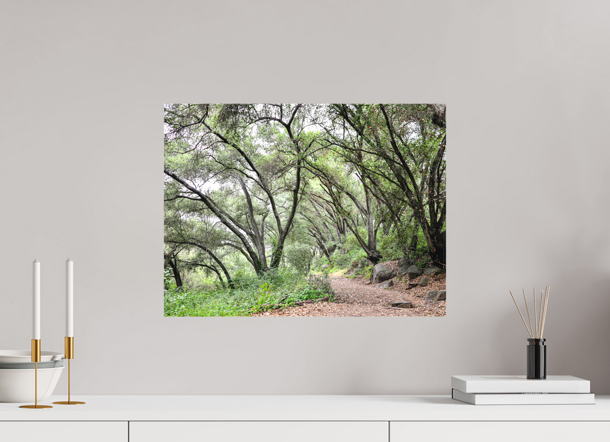 20 x 15″, Matte Canvas on Stretcher Frame Beautiful Forest at San Margarita River Trailhead