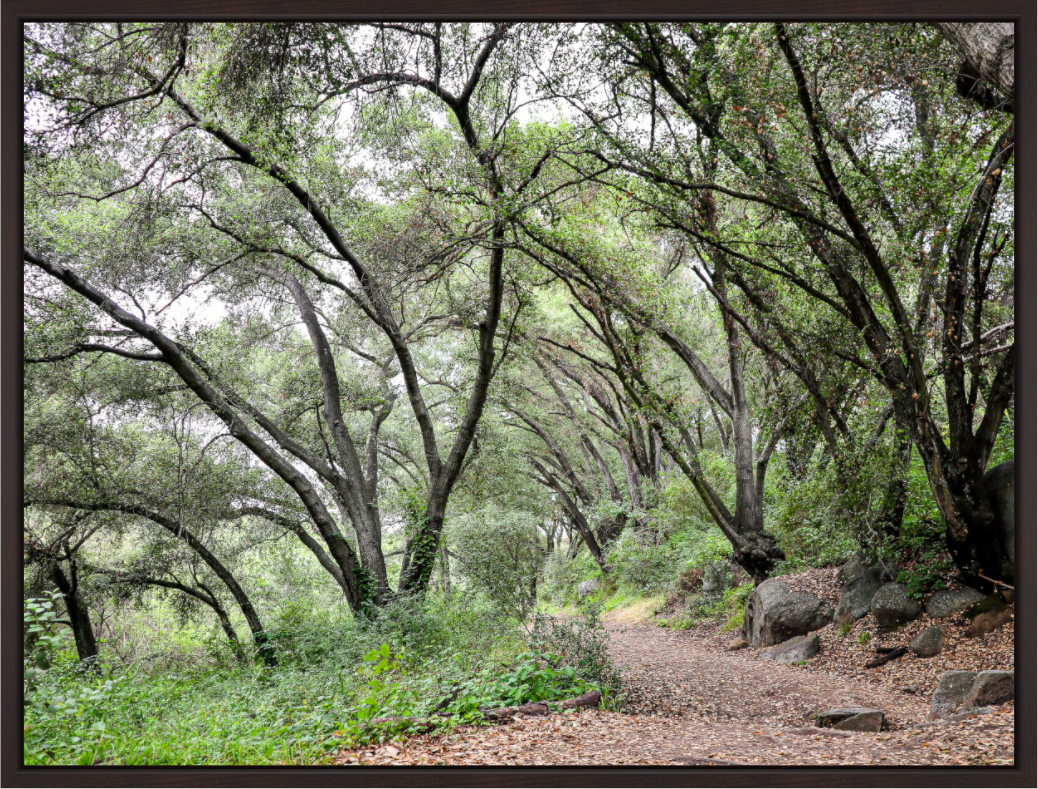 Main image Beautiful Forest at San Margarita River Trailhead