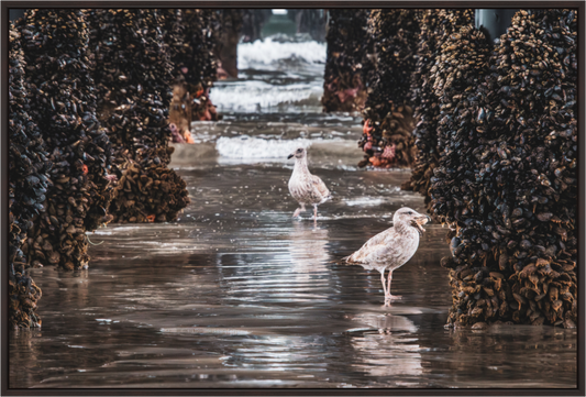 Main image Under the Oceanside Pier