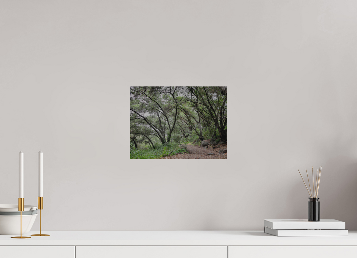 12 x 9″, Direct Print on Brushed Aluminum Beautiful Forest at San Margarita River Trailhead