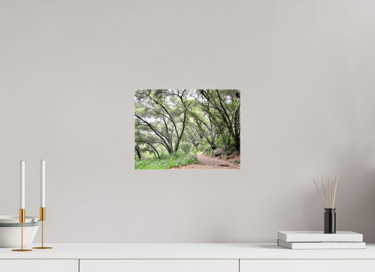 12 x 9″, Glossy Canvas on Stretcher Frame Beautiful Forest at San Margarita River Trailhead