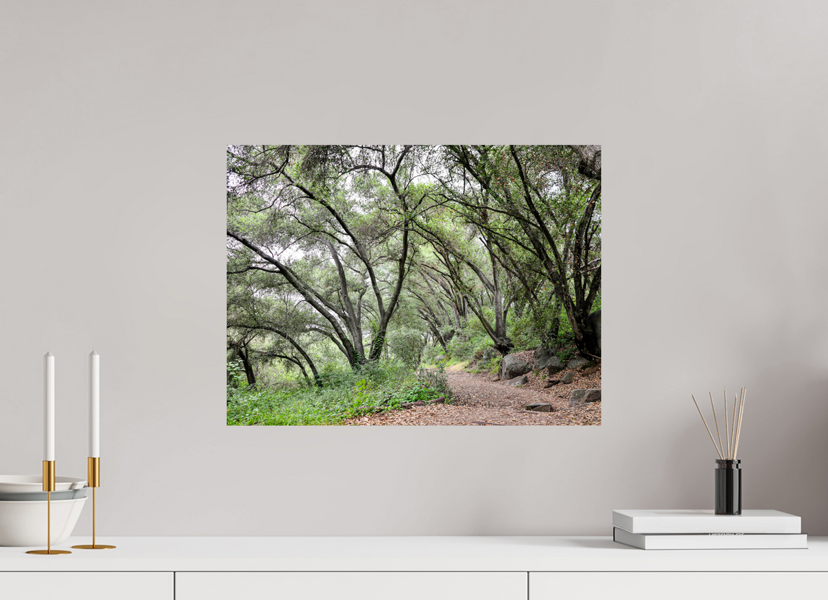 20 x 15″, Metal on Aluminum Backing Beautiful Forest at San Margarita River Trailhead