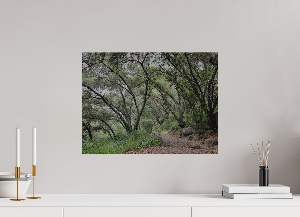 20 x 15″, Direct Print on Brushed Aluminum Beautiful Forest at San Margarita River Trailhead