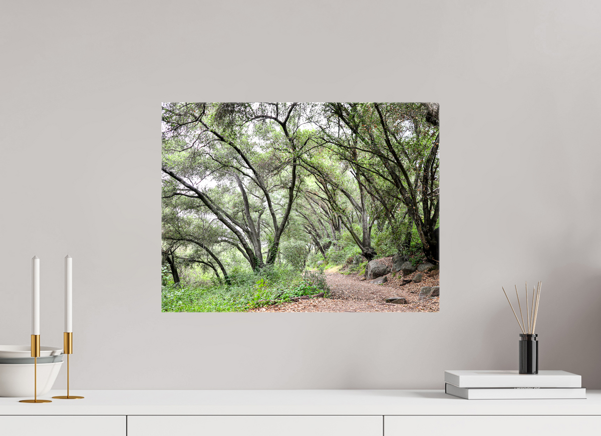 20 x 15″, Glossy Canvas on Stretcher Frame Beautiful Forest at San Margarita River Trailhead