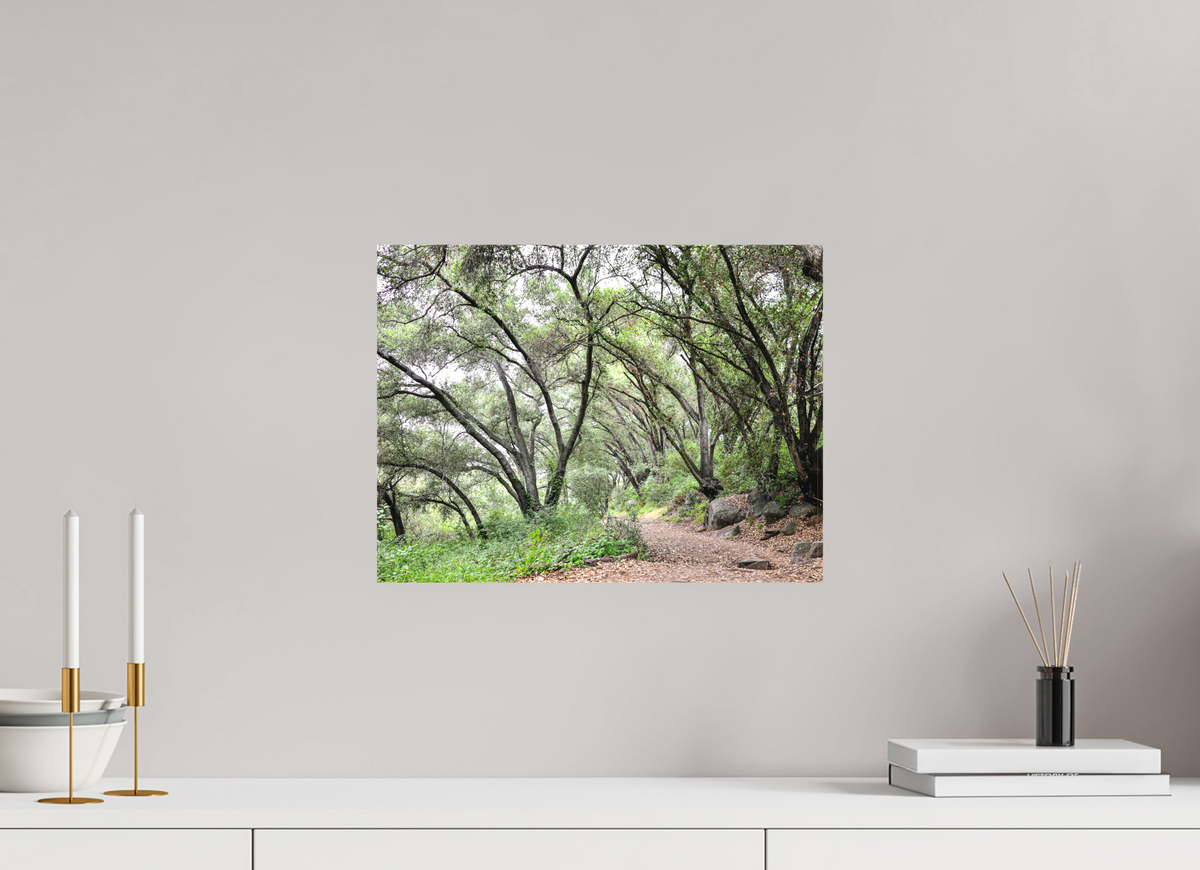 16 x 12″, Matte Canvas on Stretcher Frame Beautiful Forest at San Margarita River Trailhead