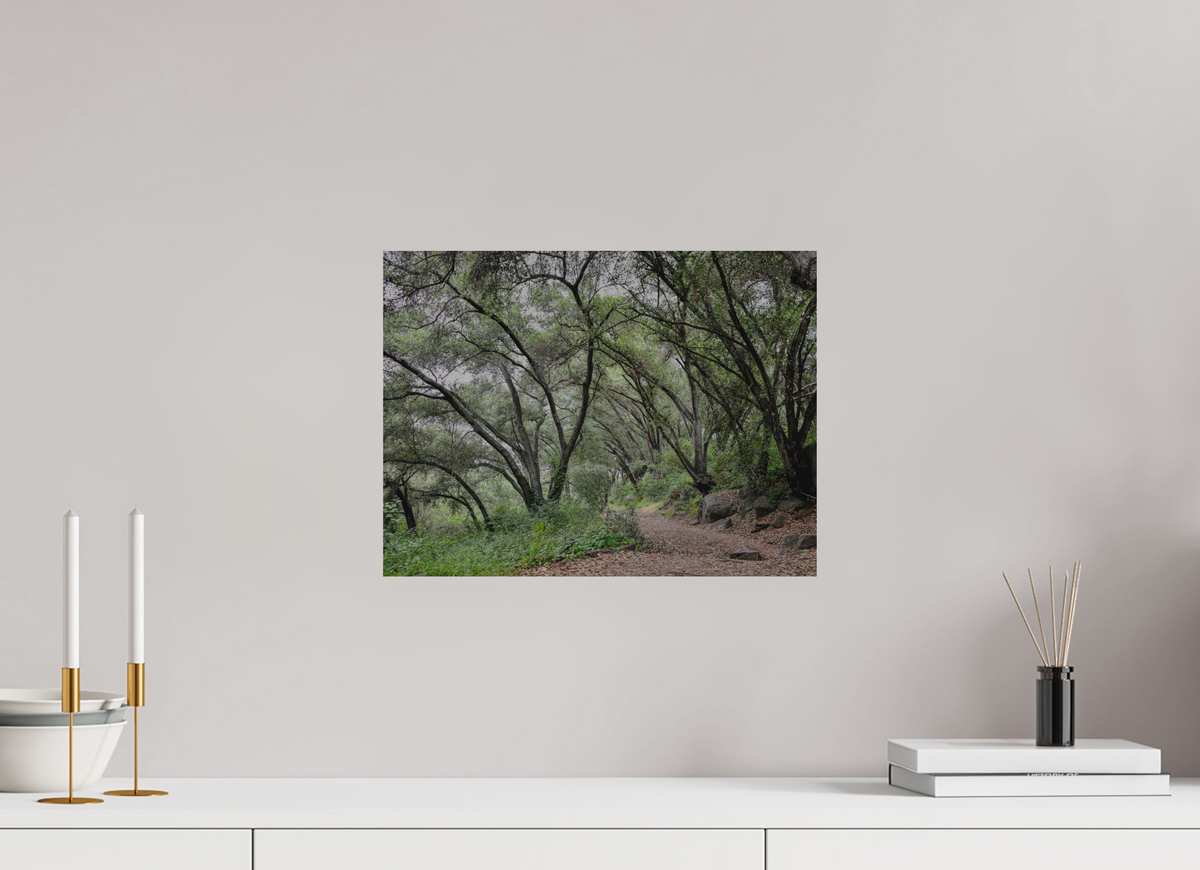 16 x 12″, Direct Print on Brushed Aluminum Beautiful Forest at San Margarita River Trailhead