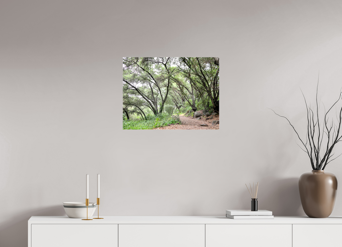 24 x 18″, Glossy Canvas on Stretcher Frame Beautiful Forest at San Margarita River Trailhead