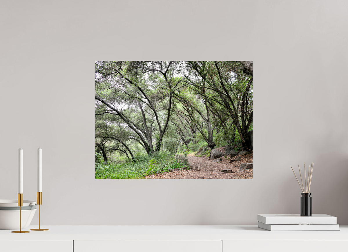 20 x 15″, Metallic Photo Print under Acrylic Glass Beautiful Forest at San Margarita River Trailhead