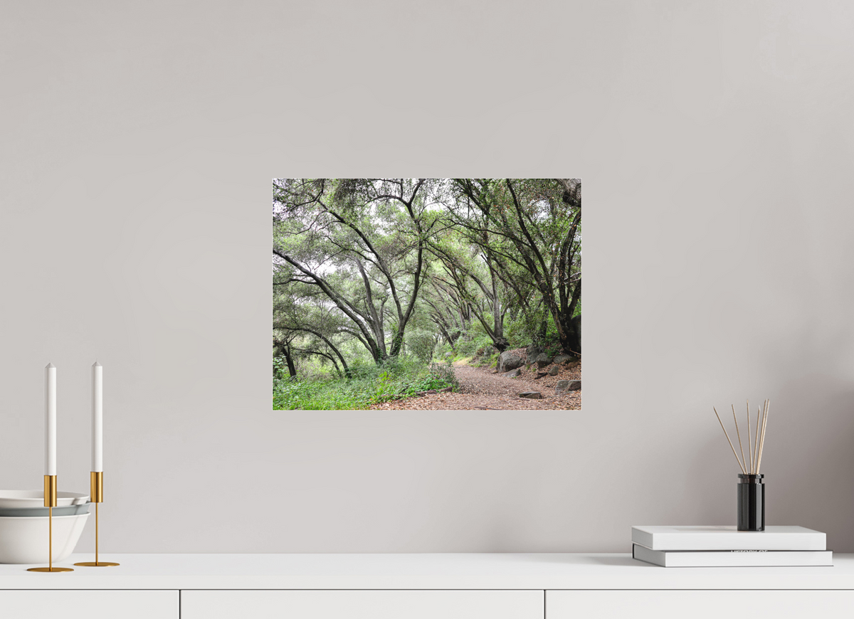 16 x 12″, Photo Print Under Matte Acrylic Glass Beautiful Forest at San Margarita River Trailhead