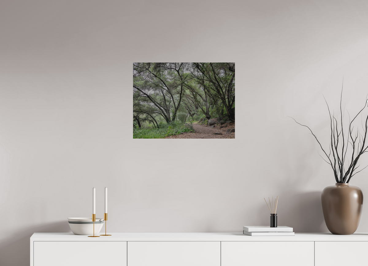 24 x 18″, Direct Print on Brushed Aluminum Beautiful Forest at San Margarita River Trailhead