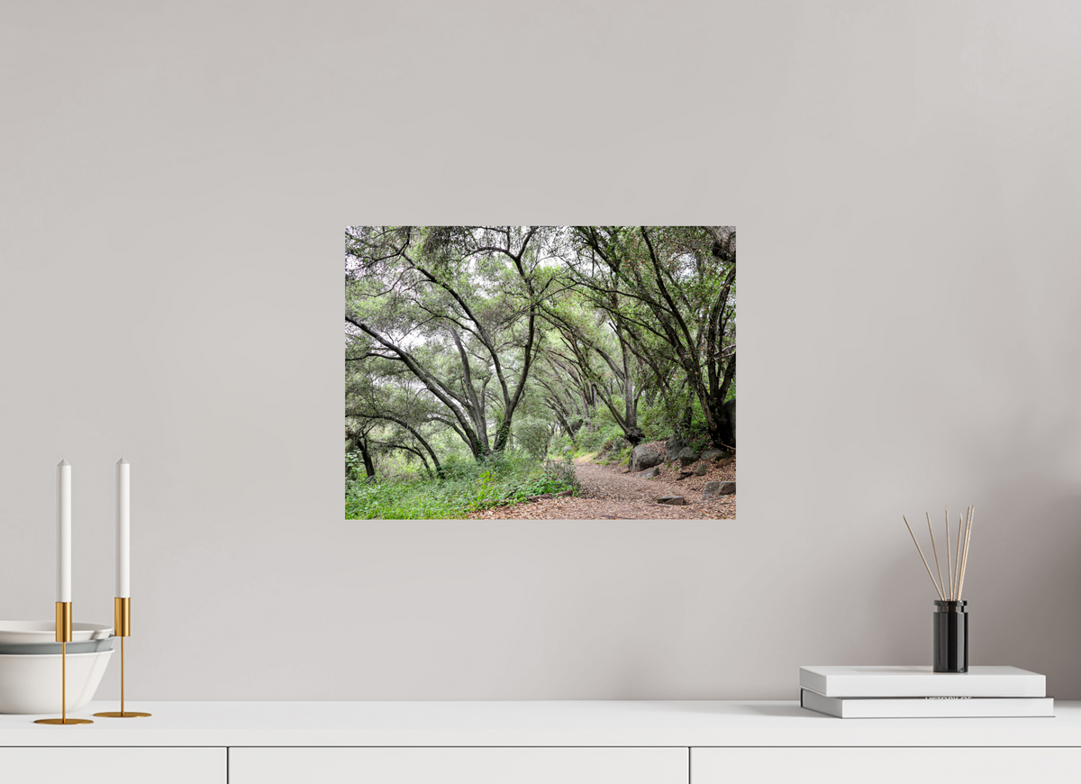 16 x 12″, Fine Art Print on Aluminum Dibond Beautiful Forest at San Margarita River Trailhead