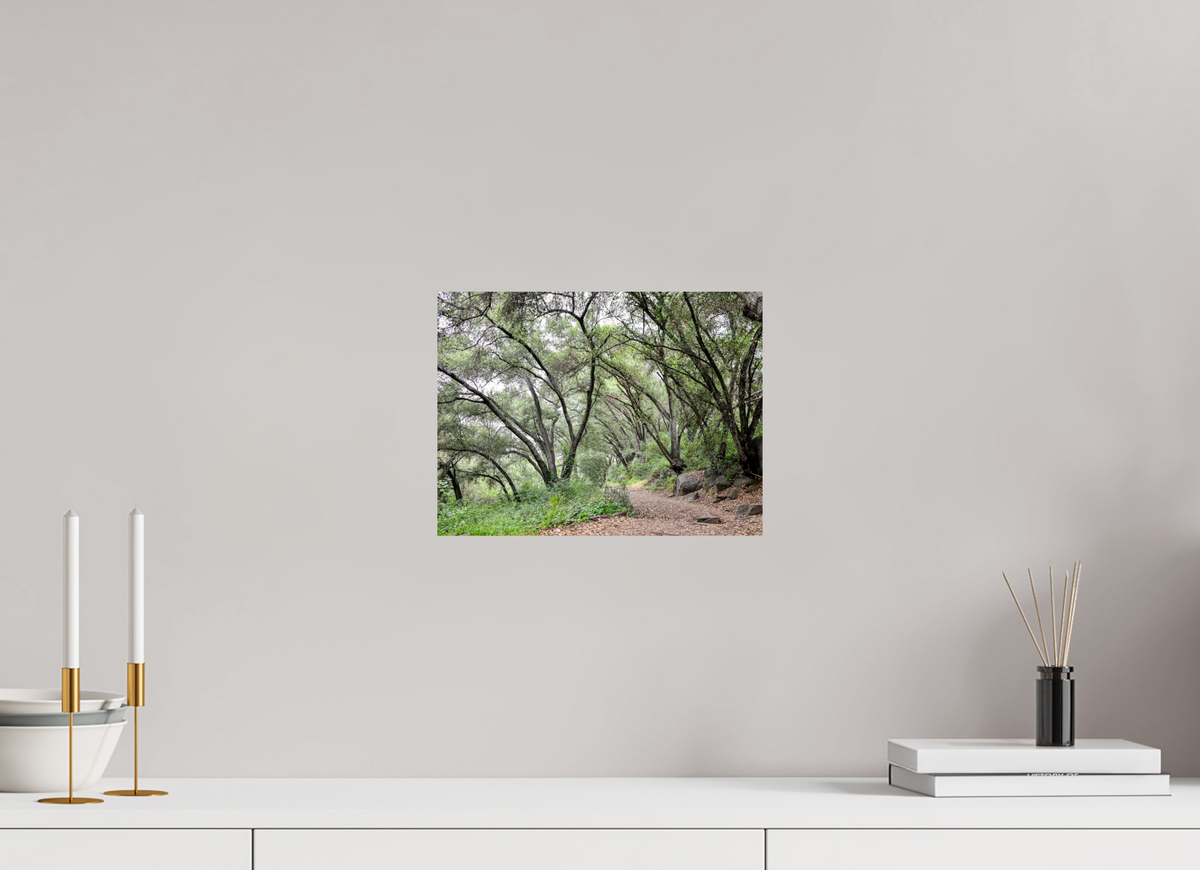 12 x 9″, ChromaLuxe HD Metal Print Beautiful Forest at San Margarita River Trailhead