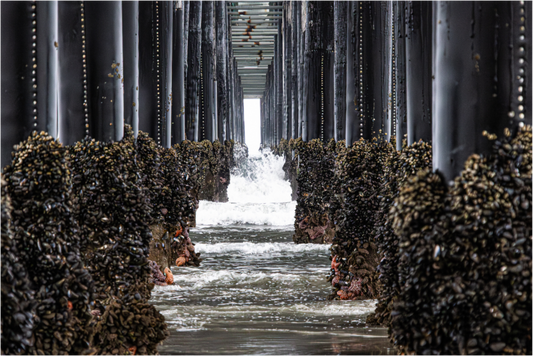 Main image Under the Oceanside Pier