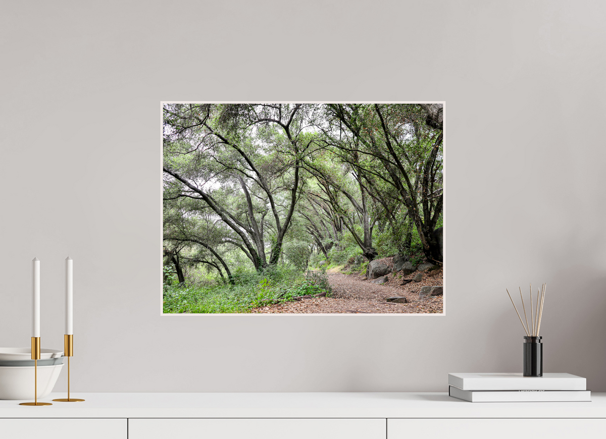 20 x 15″, Solid Wood Artbox Beautiful Forest at San Margarita River Trailhead