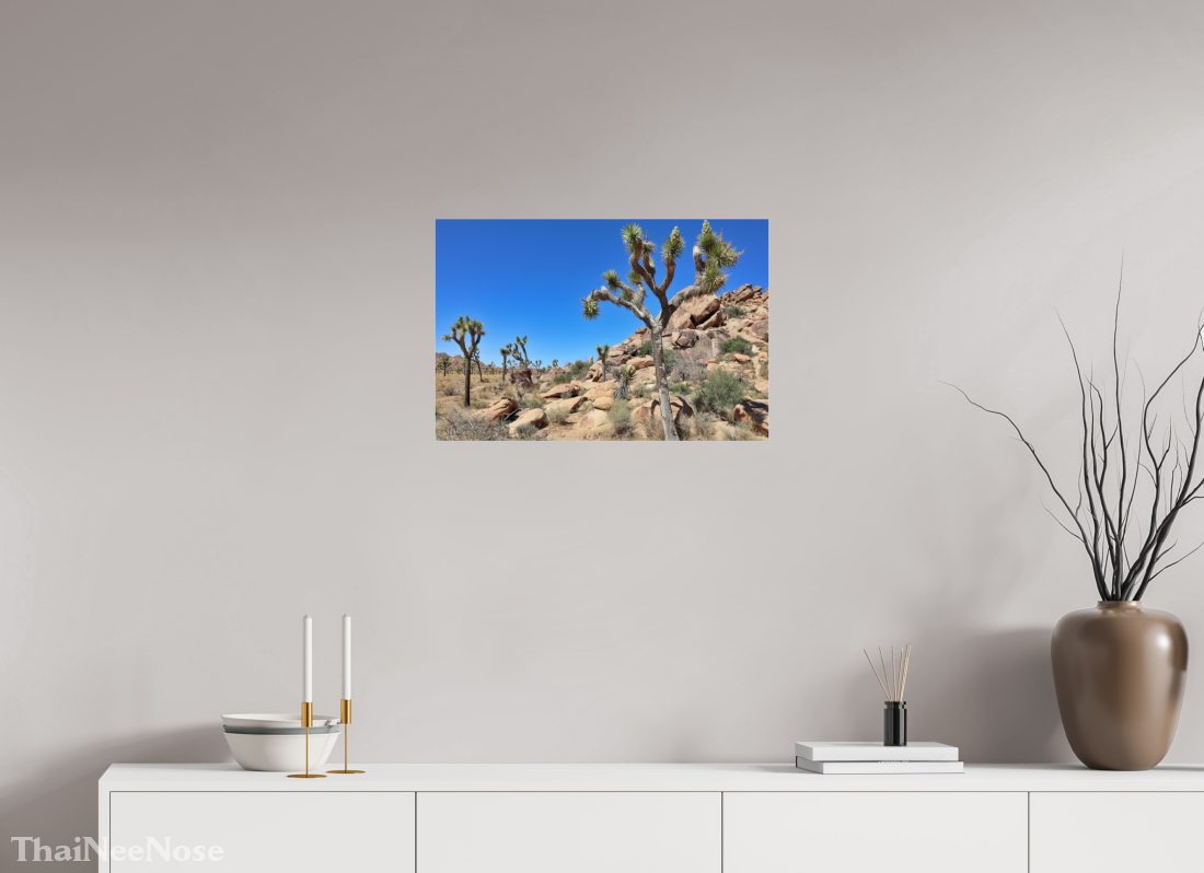 24 x 16″, Photo Print Under Acrylic Glass Joshua Trees