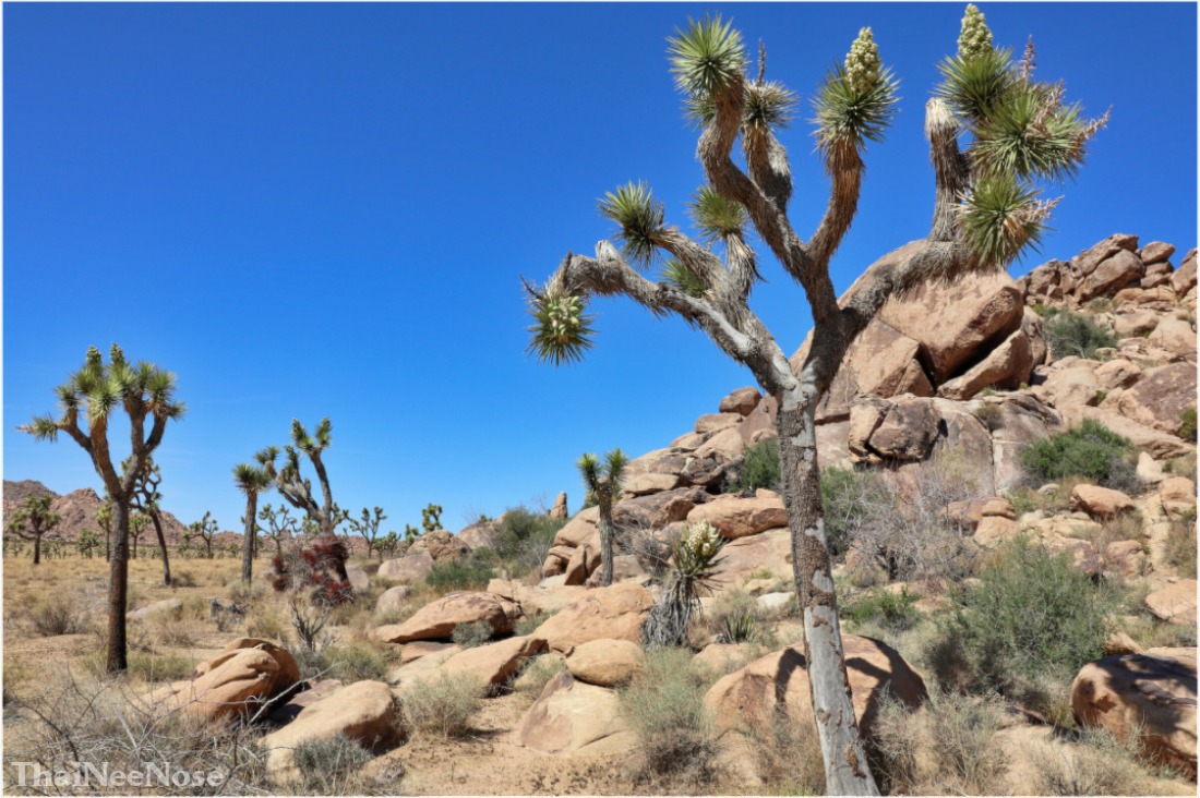 Main image Joshua Trees