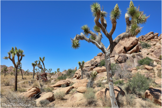 Main image Joshua Trees