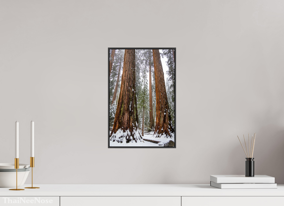 10 x 15″, Aluminium Flame under Acrylic Glass Sequoia Trees