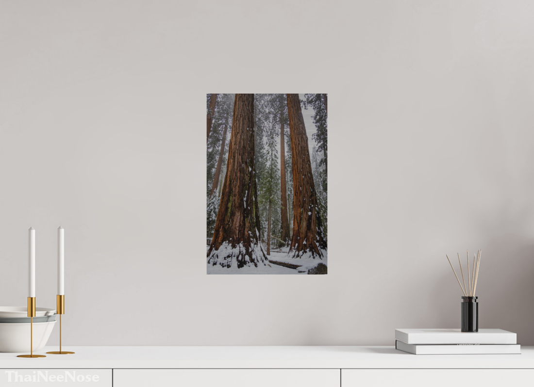 10 x 15″, Direct Print on Brushed Aluminum Sequoia Trees