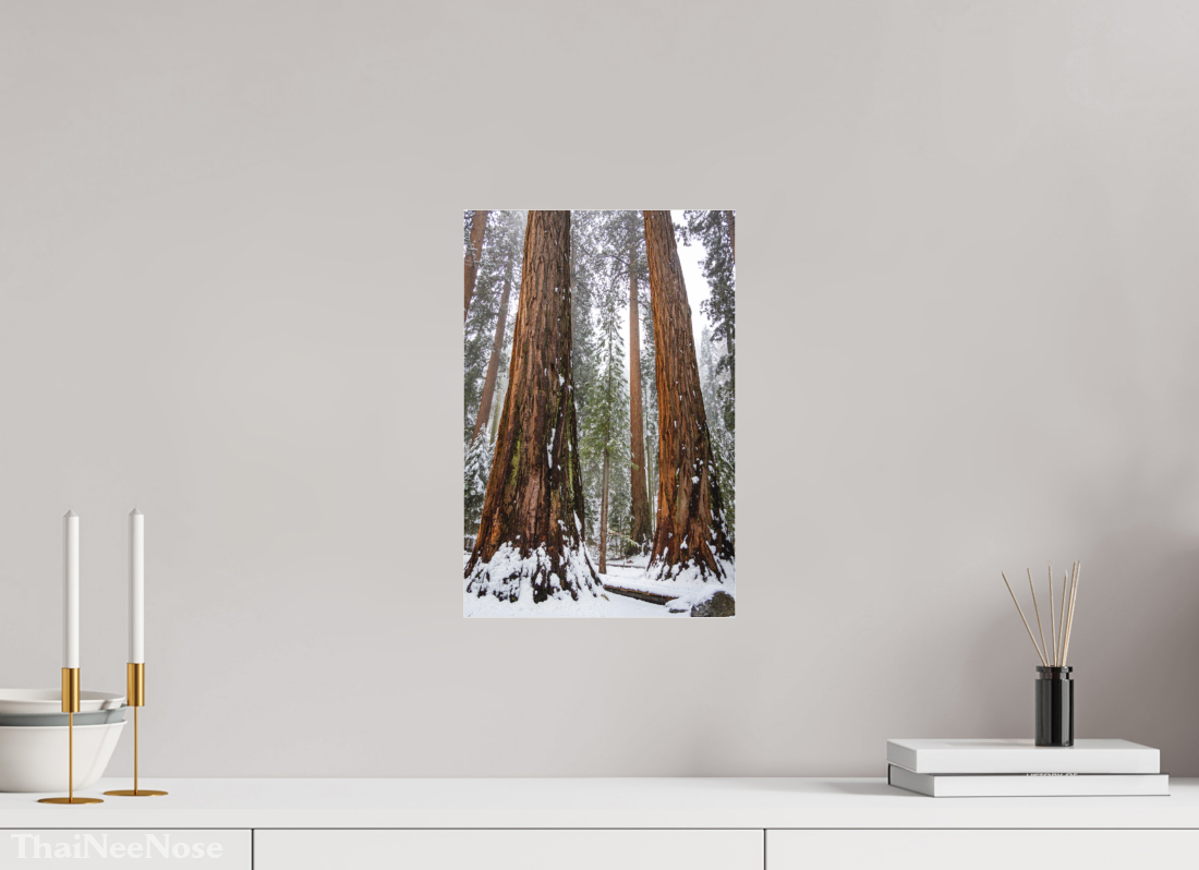 10 x 15″, Fine Art Pigment under Acrylic Glass Sequoia Trees
