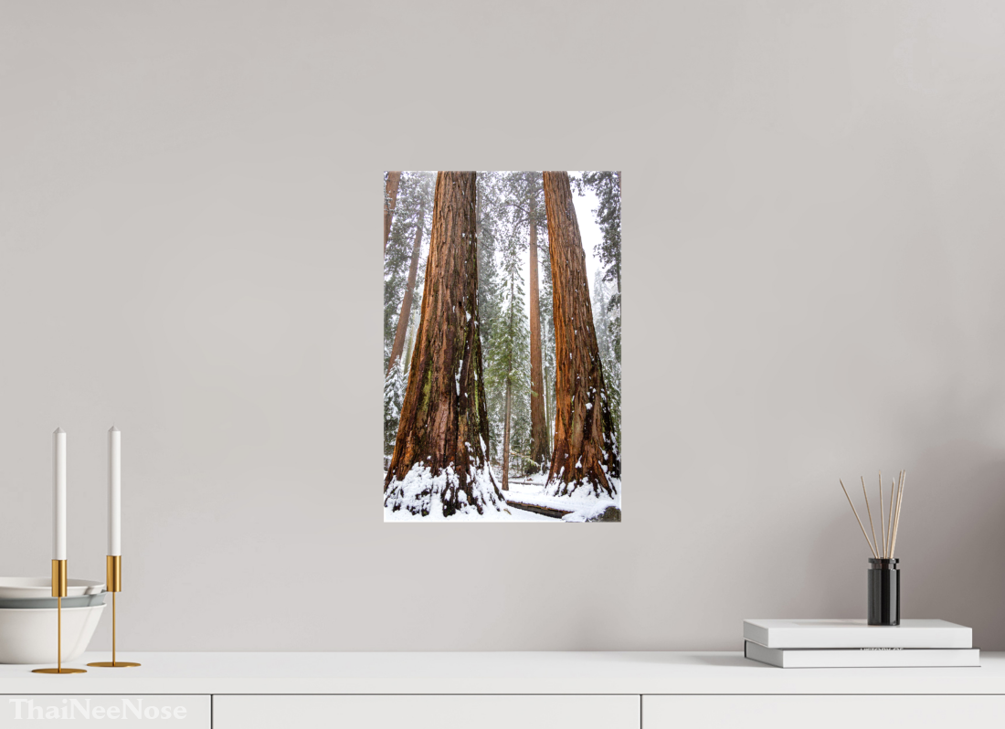 10 x 15″, Glossy Canvas on Stretcher Frame Sequoia Trees