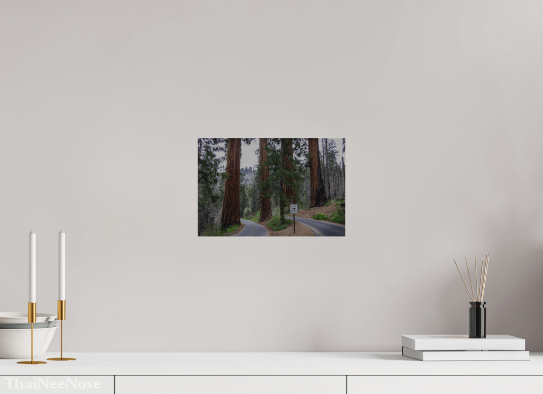 12 x 8″, Direct Print on Brushed Aluminum Sequoia Trees