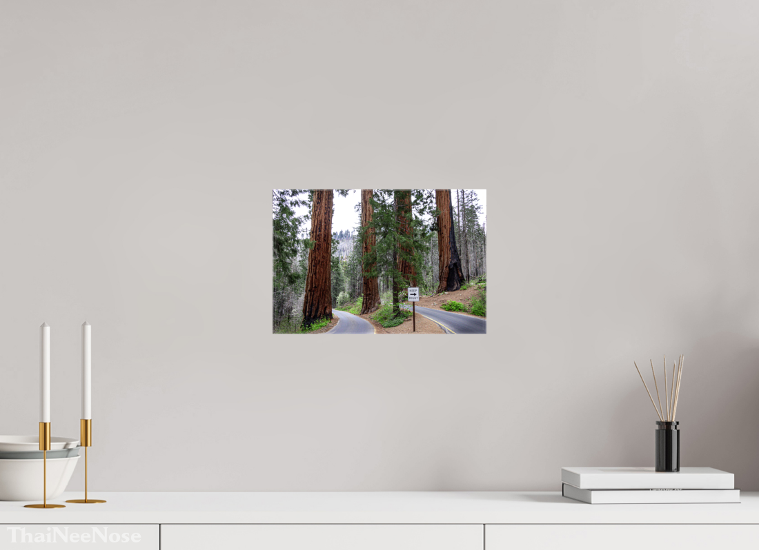 12 x 8″, Glossy Canvas on Stretcher Frame Sequoia Trees