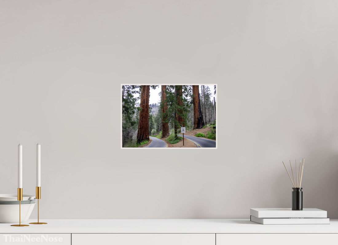 12 x 8″, Solid Wood Artbox Sequoia Trees