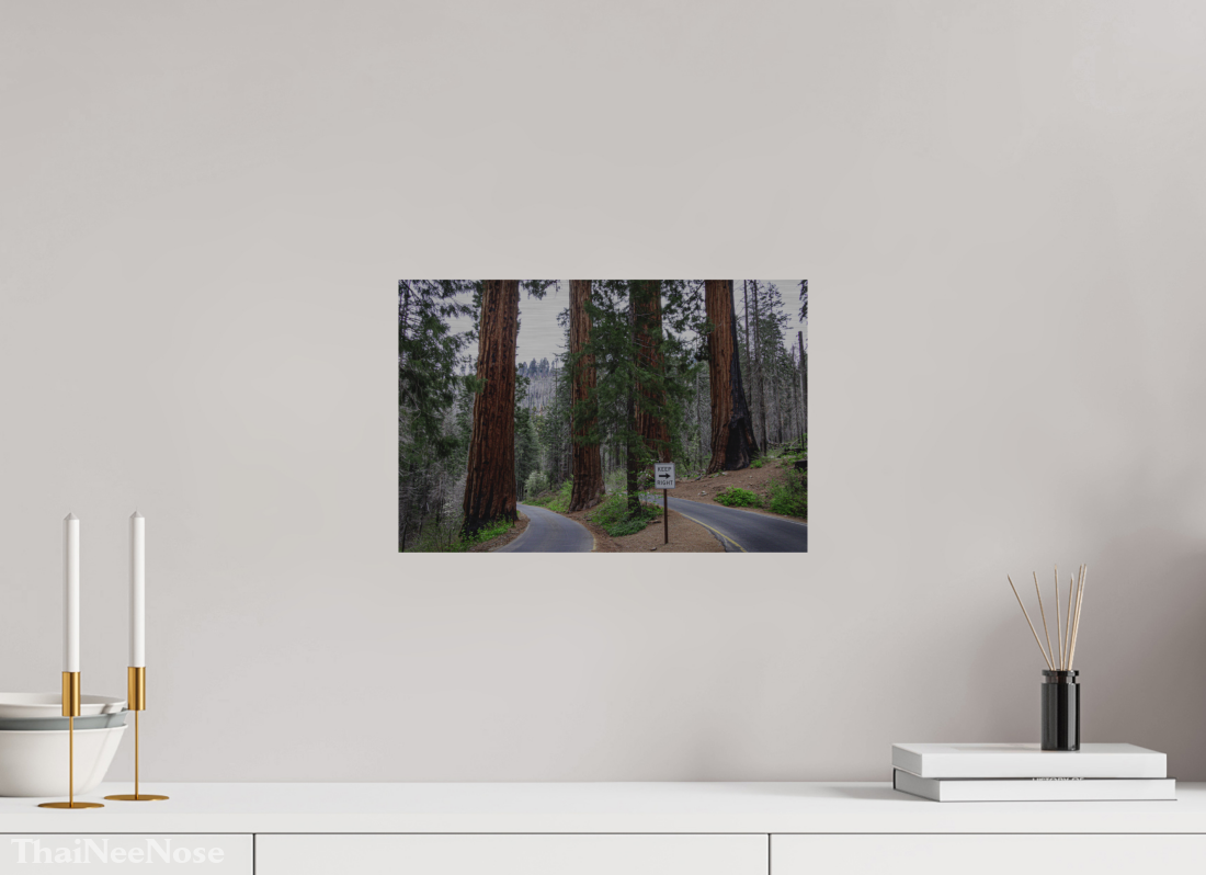 15 x 10″, Direct Print on Brushed Aluminum Sequoia Trees