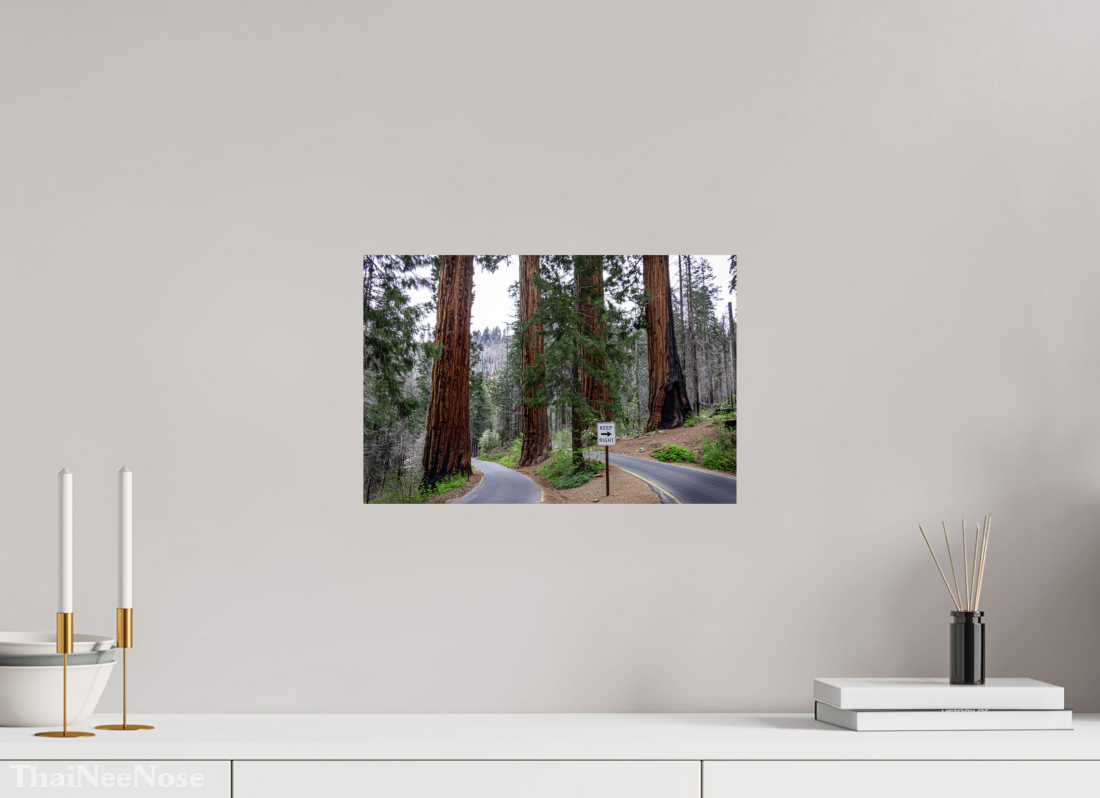 15 x 10″, Metal on Aluminum Backing Sequoia Trees