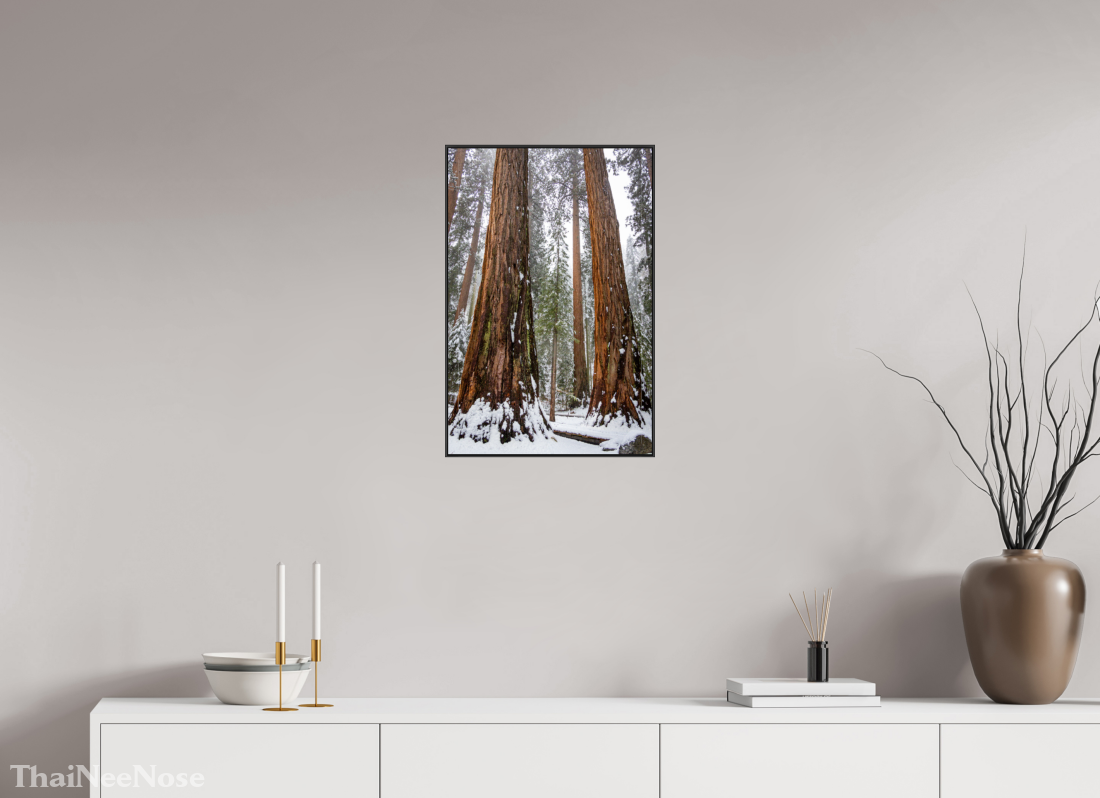 16 x 24″, Aluminium Flame under Acrylic Glass Sequoia Trees