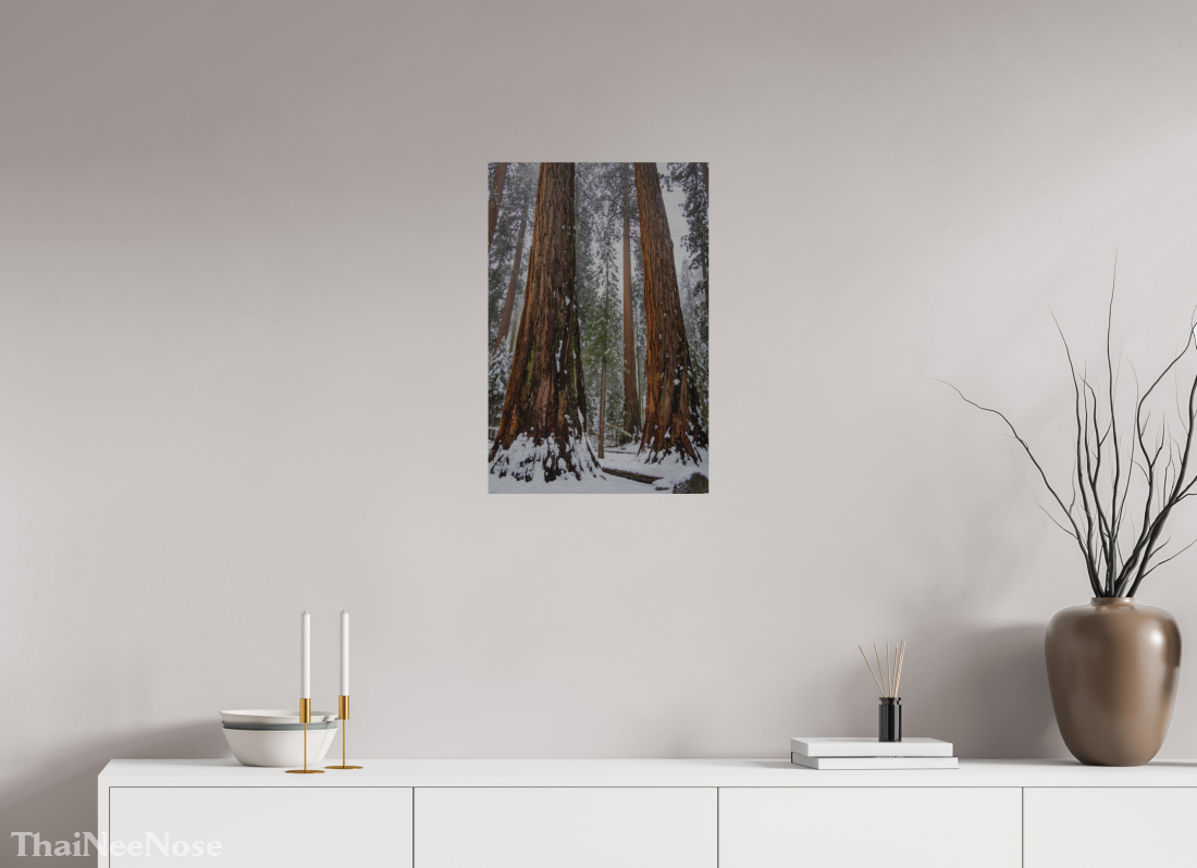 16 x 24″, Direct Print on Brushed Aluminum Sequoia Trees