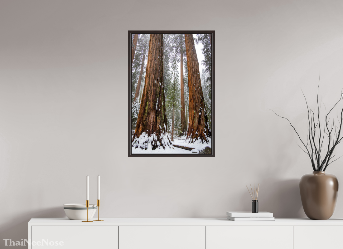 20 x 30″, Alder Brown Wooden Floater Frame Sequoia Trees