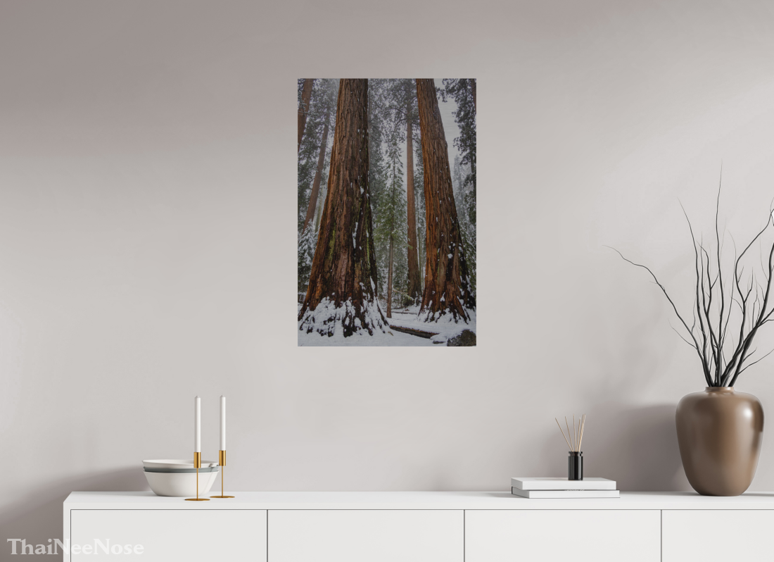 20 x 30″, Direct Print on Brushed Aluminum Sequoia Trees