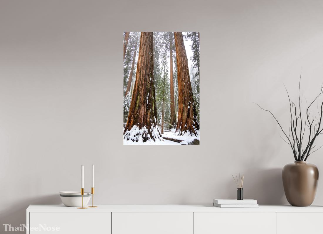 20 x 30″, Glossy Canvas on Stretcher Frame Sequoia Trees