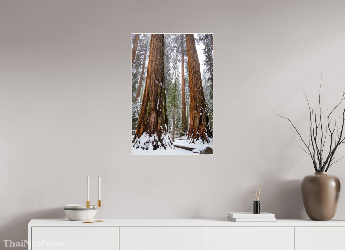20 x 30″, Solid Wood Artbox Sequoia Trees