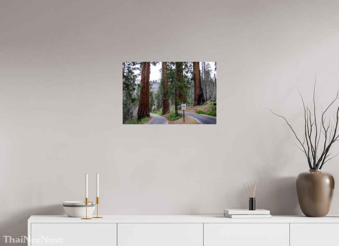 24 x 16″, ChromaLuxe HD Metal Print Sequoia Trees