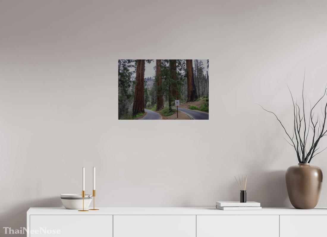 24 x 16″, Direct Print on Brushed Aluminum Sequoia Trees