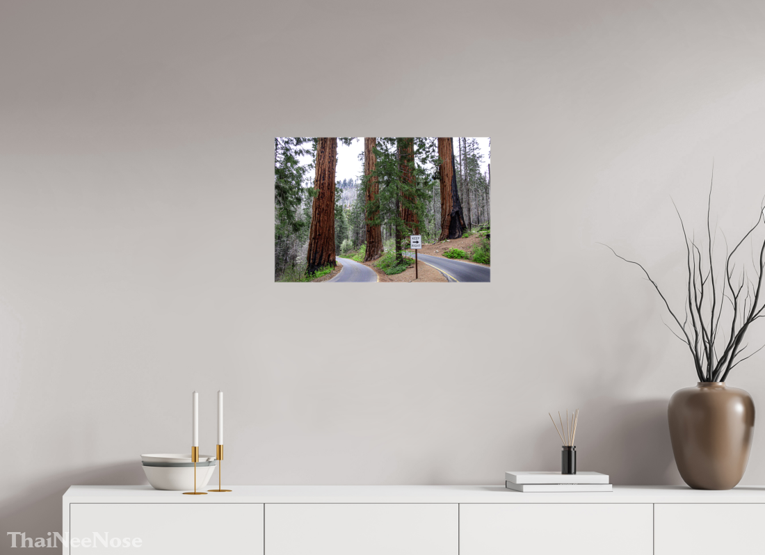 24 x 16″, Glossy Canvas on Stretcher Frame Sequoia Trees