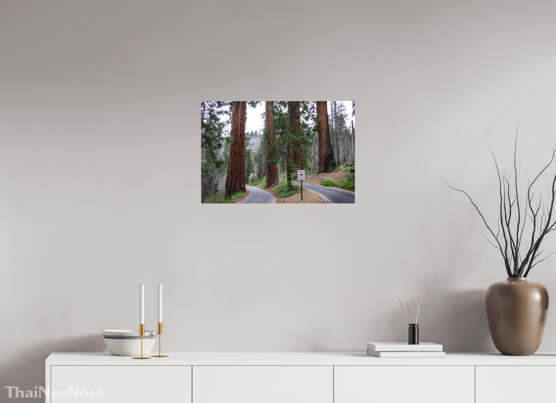 24 x 16″, Photo Print Under Matte Acrylic Glass Sequoia Trees