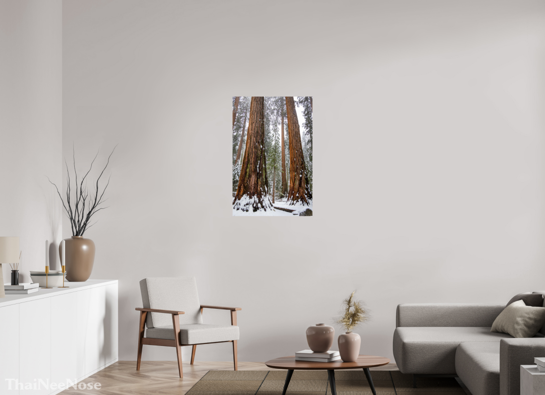24 x 36″, ChromaLuxe HD Metal Print Sequoia Trees