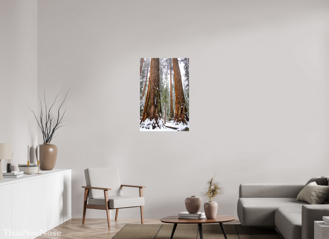 24 x 36″, Glossy Canvas on Stretcher Frame Sequoia Trees