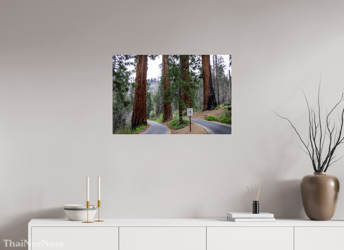 30 x 20″, ChromaLuxe HD Metal Print Sequoia Trees