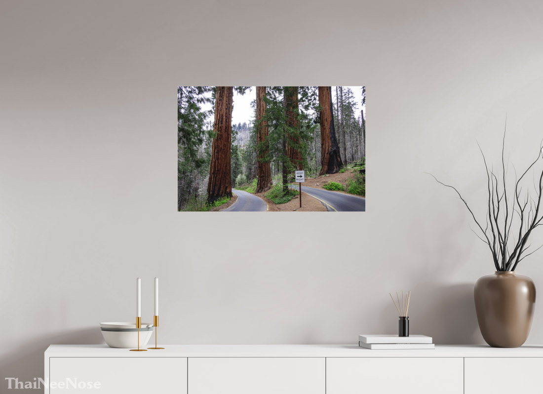30 x 20″, Fine Art Pigment under Acrylic Glass Sequoia Trees