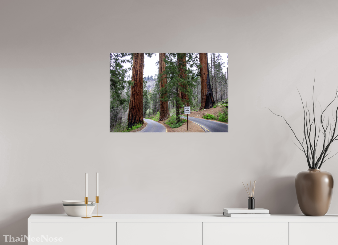 30 x 20″, Glossy Canvas on Stretcher Frame Sequoia Trees