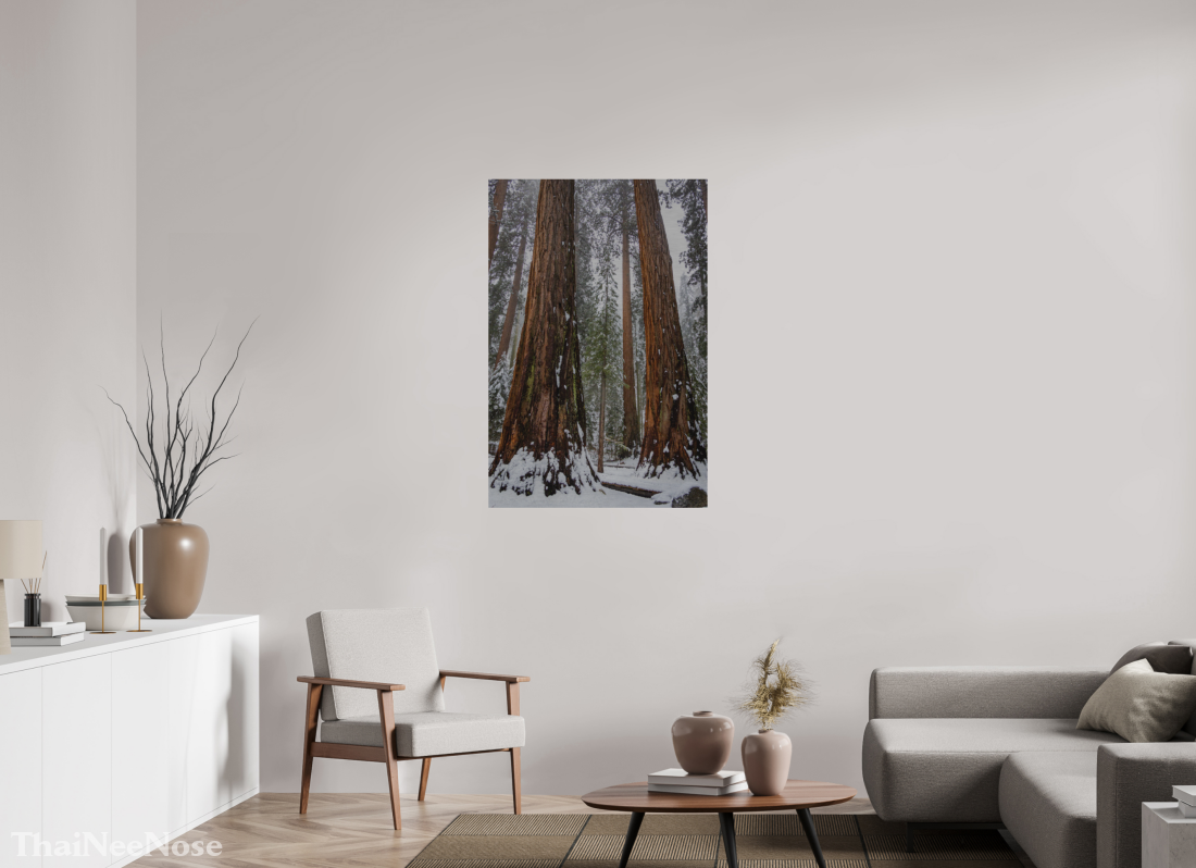 30 x 45″, Direct Print on Brushed Aluminum Sequoia Trees