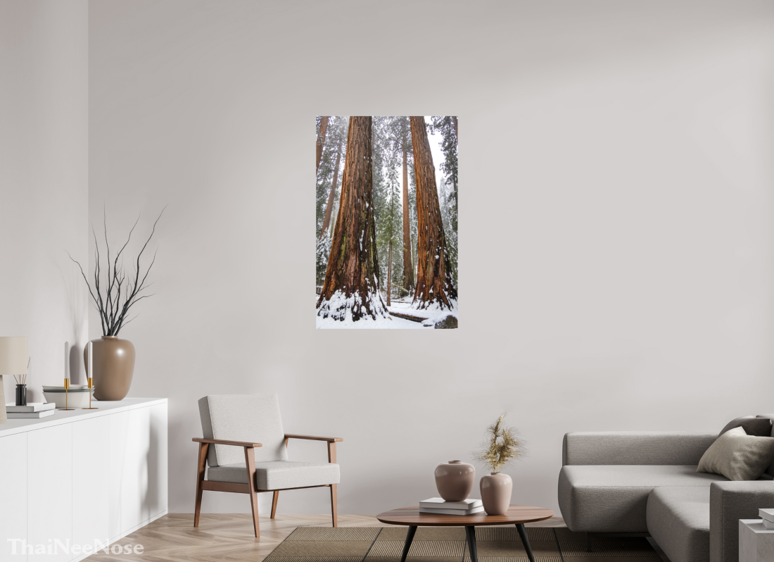 30 x 45″, Photo Print Under Matte Acrylic Glass Sequoia Trees
