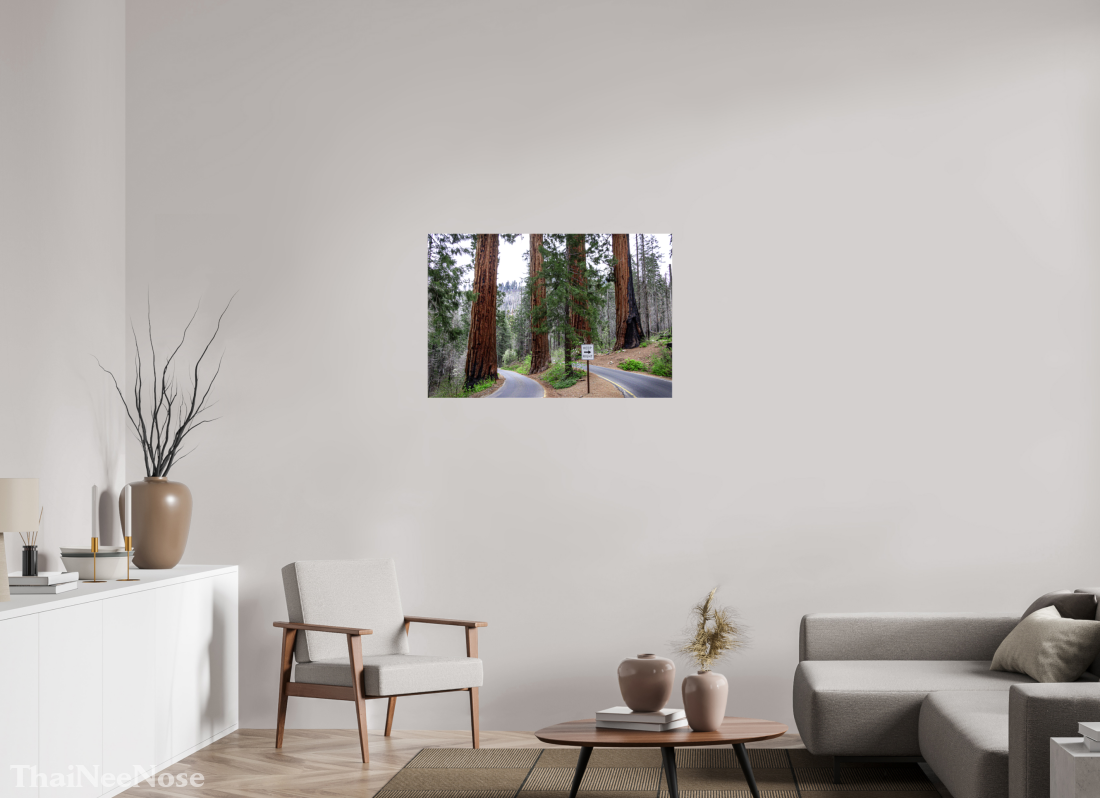 36 x 24″, Glossy Canvas on Stretcher Frame Sequoia Trees